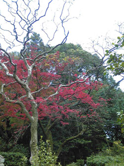 2010.11.15もみじ.jpg